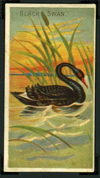 5 Black Swan